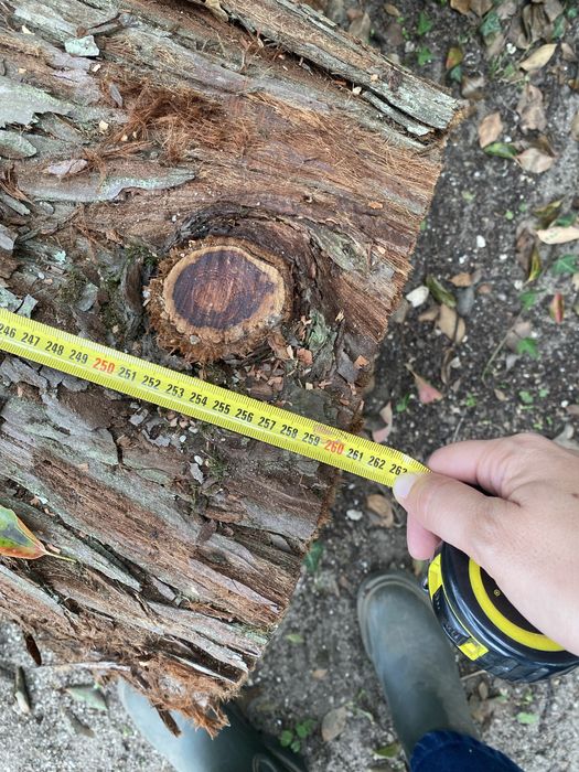 Troncos de Madeira Rara Sequoia Redwood com 60 Anos