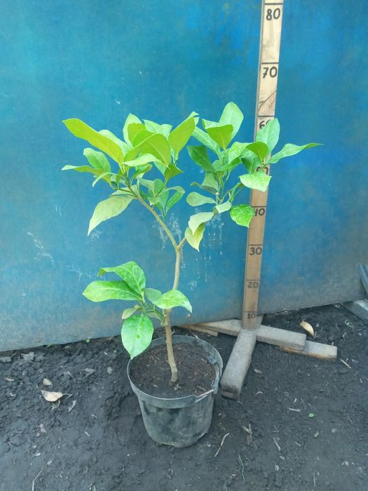 Лимон  + Лимон +