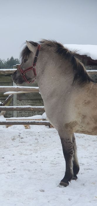 Stanówka ogierem Putin