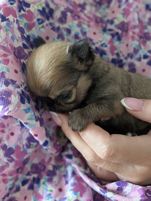 Chłopiec chihuahua