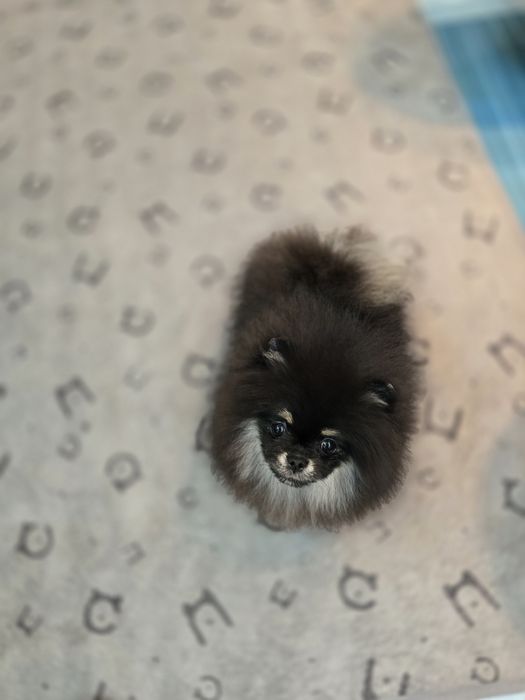 Przepiękną sunia pomeranian FCI  typie misia