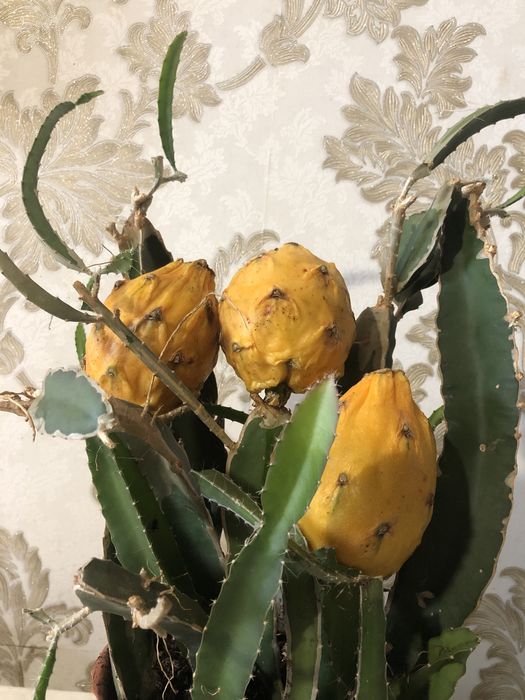 Питахайя, опупция, лимон, мандарин, апельсин, гранат,