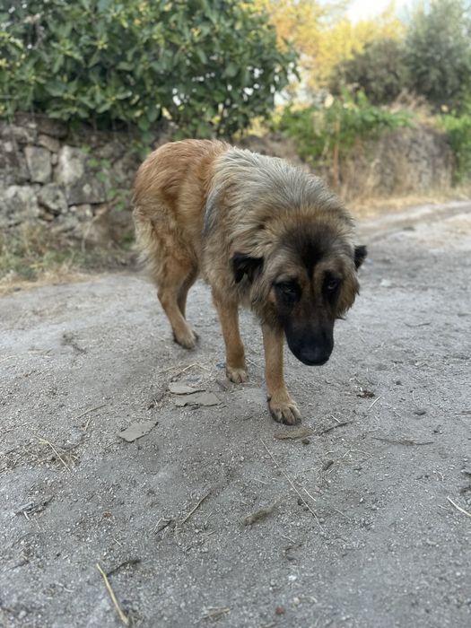 Cão Serra da Estrela para Adoção Responsável