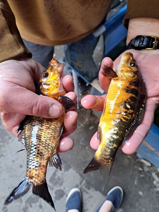 Narybek  kroczek karpia