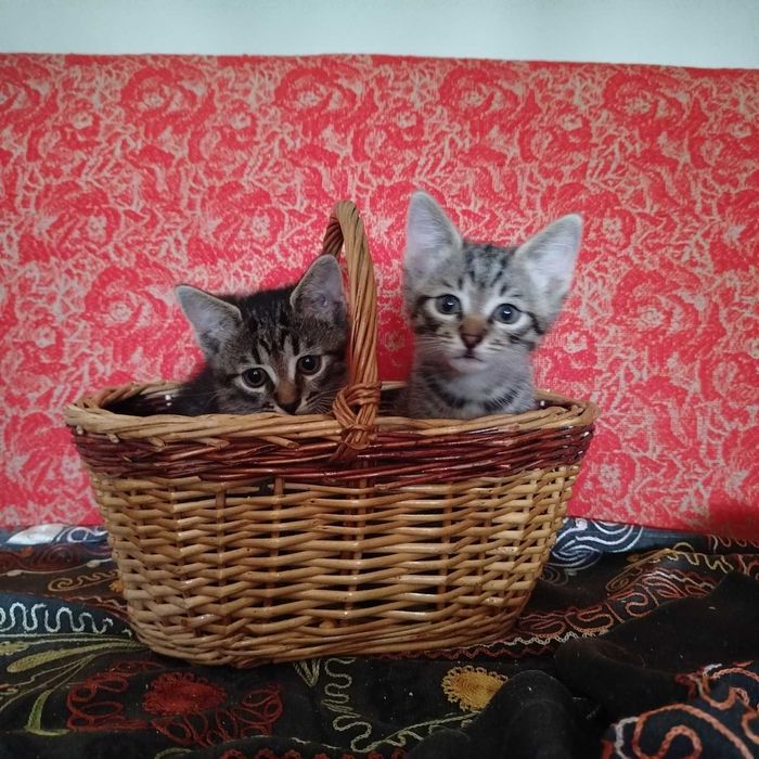 Віддам котиків до люблячої родини