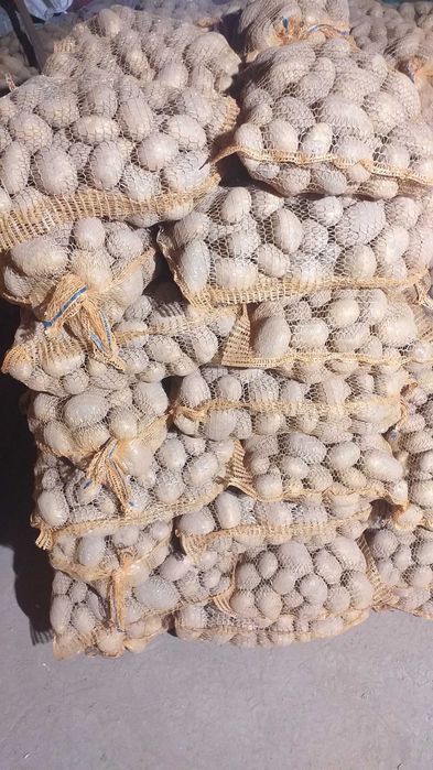 Sprzedam ziemniaki jadalne soraya .