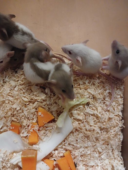 Продам крысят дамбо