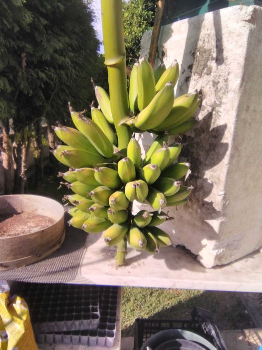 Bananeiras envazadas-enraizadas (pode replantar em qualquer época)