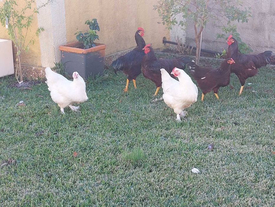 Vendo galinha maline branca