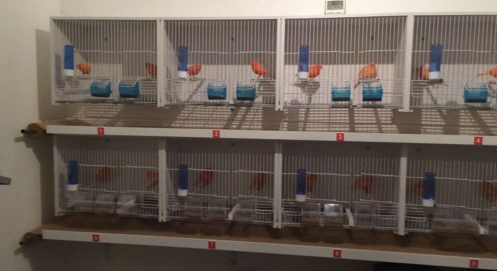 Canaruos vermelhos intensos nevados