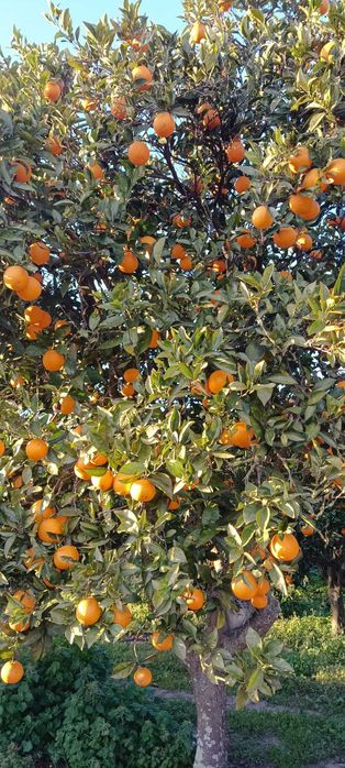 Vendo Laranjas, Clementinas, Tangerinas e Limões - Tudo 100% biológico