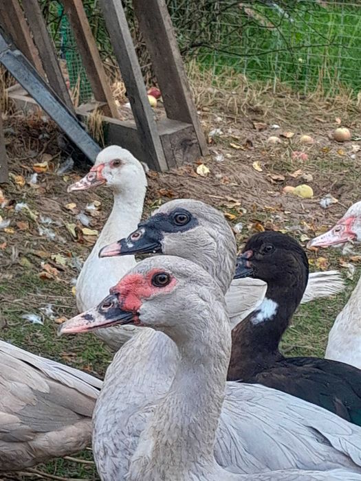 Kaczki w barwie perlowej i dzikiekj