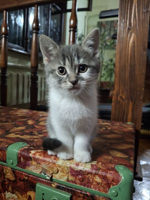 Віддам в люблячі ручки