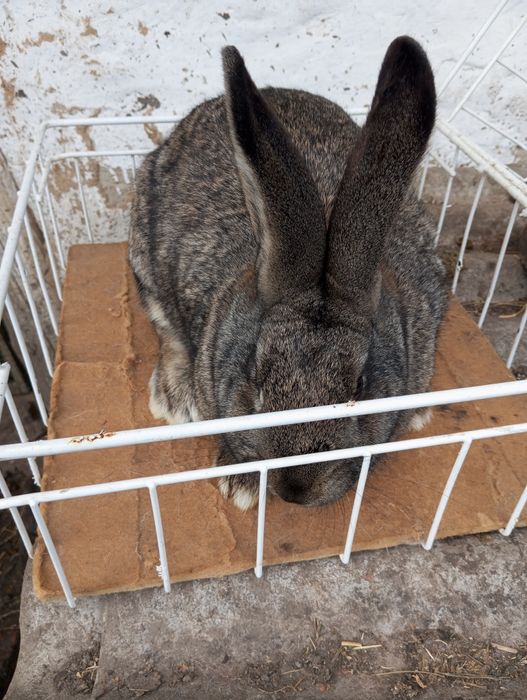 Молода самочка. .