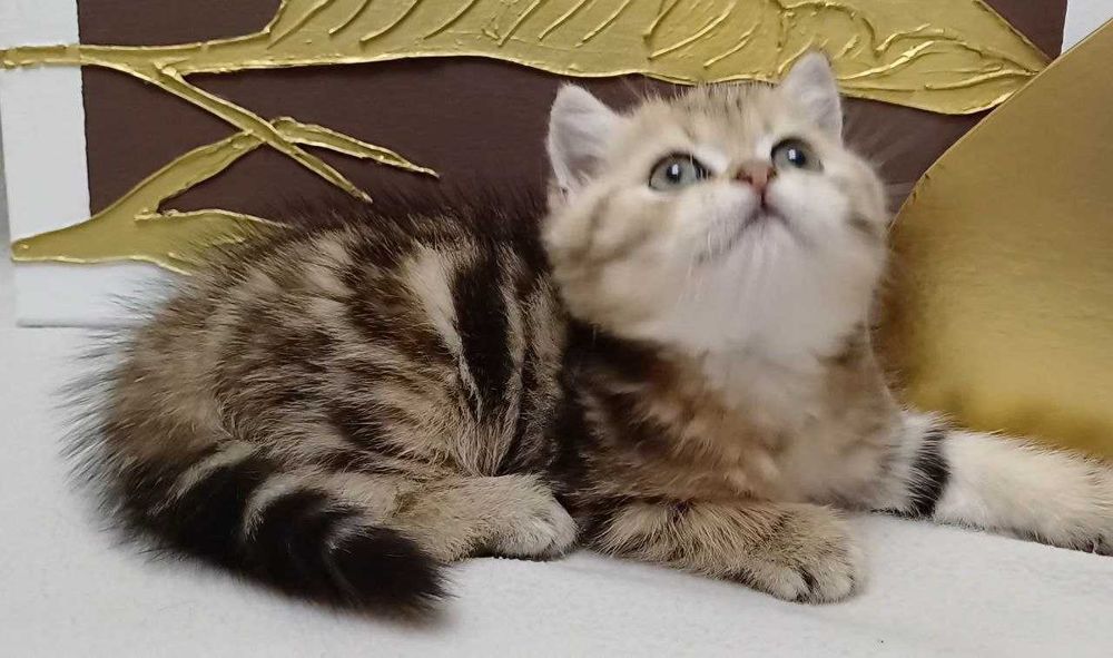 Справжній красунь , яскравий золото мрамуровий котик