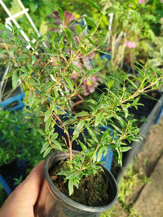 Мирт деревця від 100 грн
