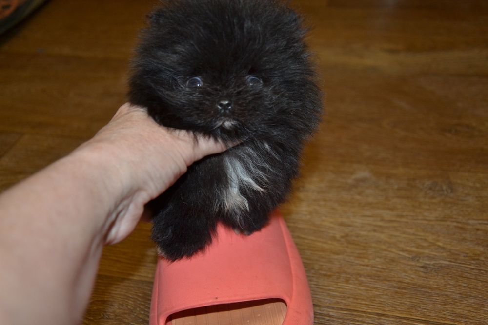 Міні хлопчики.Привезу по Україні!