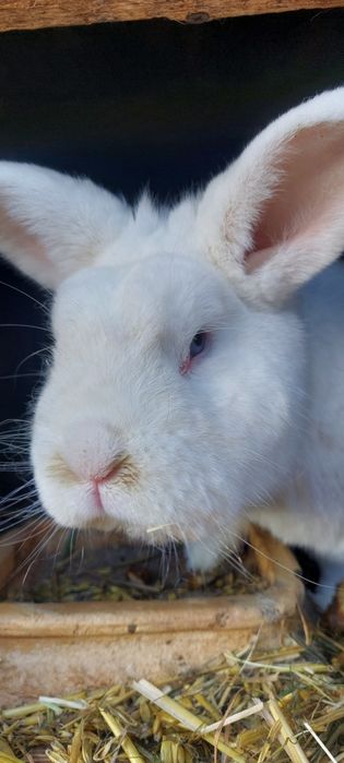 Sprzedam samca Wiedeński Biały