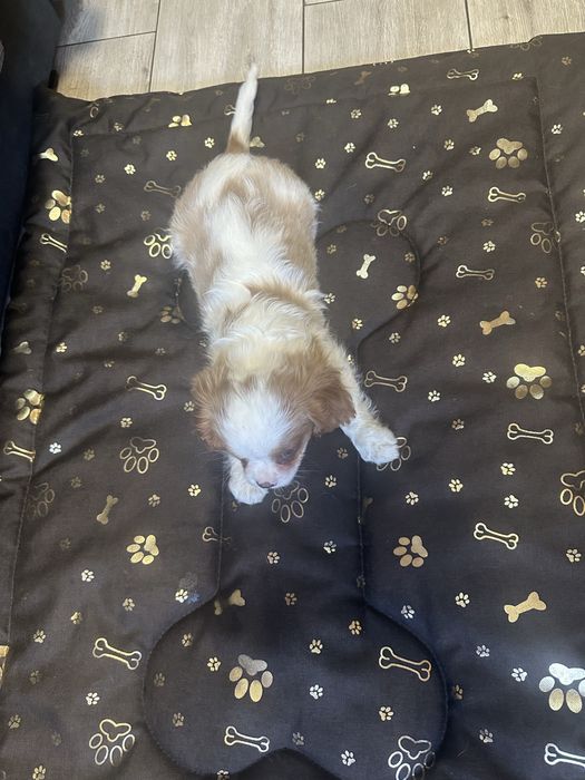 Cavalier king charles spaniel