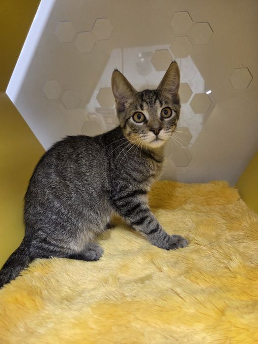 Кошеня кіт хлопчик смугастий кот шукає дім