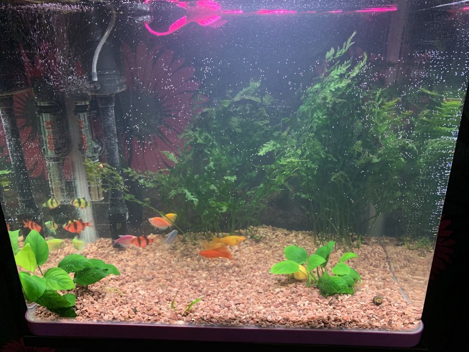 Аквариум 46 литров