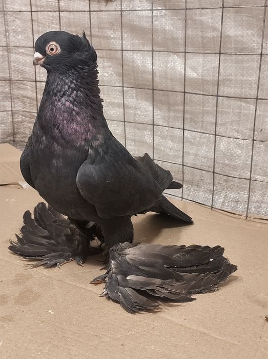 Узбеки, узбекські різної масті