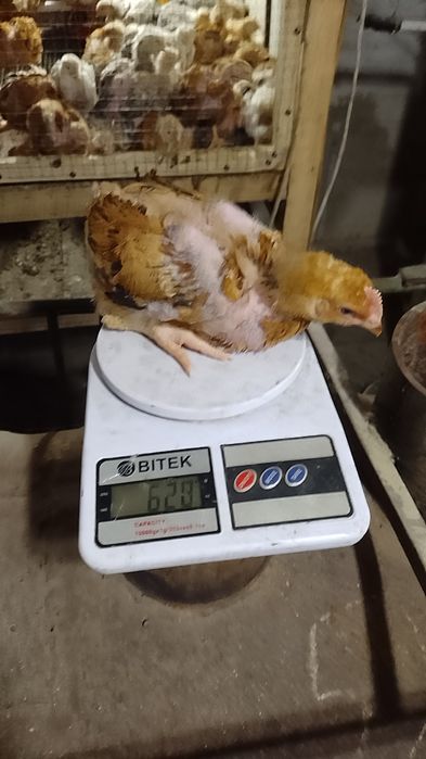 Продаж підрощених курчат та каченят.