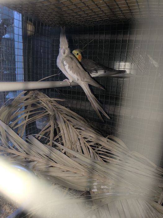 Casal de caturras adultas