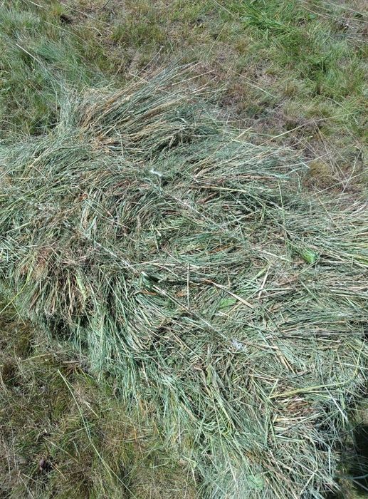 Продам сіно лугове , пшеничну солому в тюках