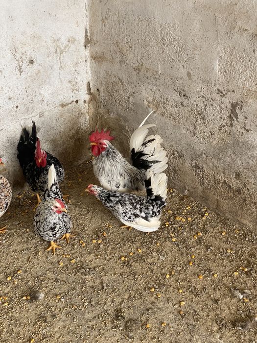 Garnizas nagasaki de varias cores