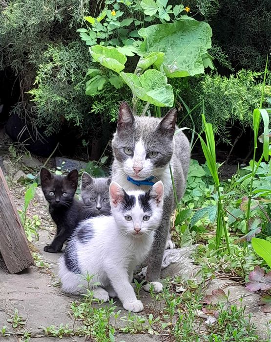 Кошенята шукають дім — віддам безкоштовно