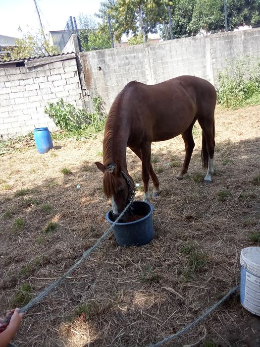 Égua laza 11 anos  cruzada