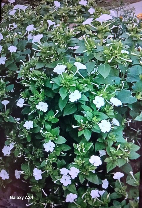 Квіти "нічна красуня" ,нагідки та чорнобривці