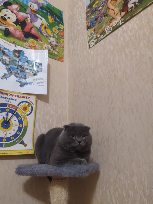 Шотландец вислоухий