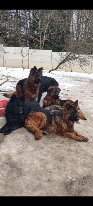 Owczarki niemieckie długowłose