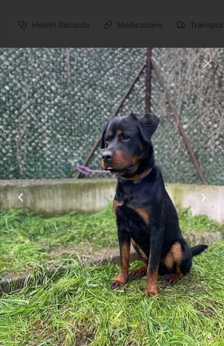 Mike młody rottweiler do adopcji