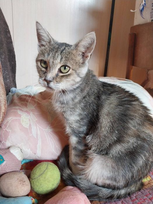 Молоді тигрові кицюні шукають родину( кошеня,киця, кіт, котик, котеня)