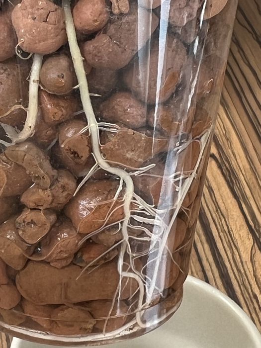 Алоказія, Венті, Скальпрум, Поллі