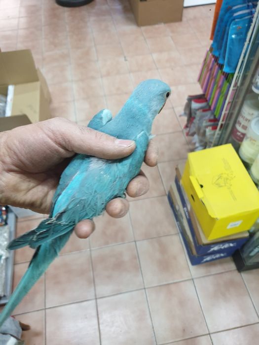 Ring neck demosticados