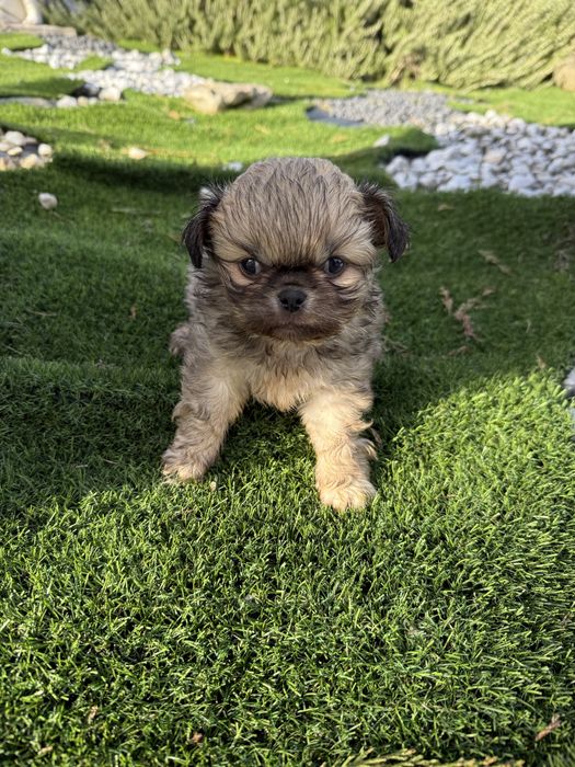 Piquenes maravilhoso  exelente linhagem