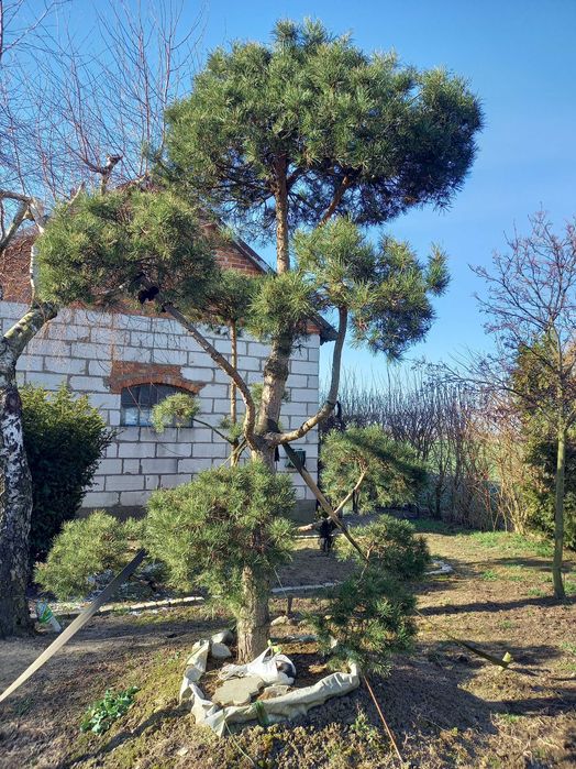 Sosna formowana Bonsai-WYPRZEDAŻ