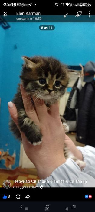 Кошенята в добрі руки