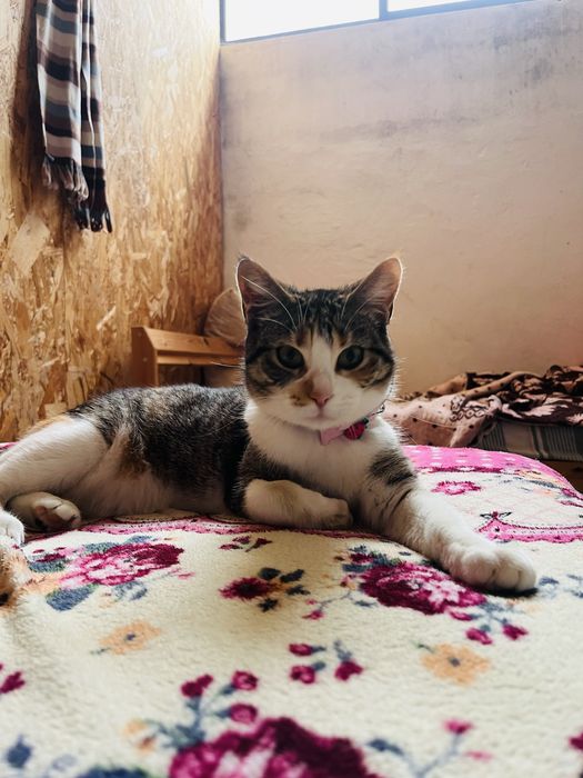 Gata para adoção