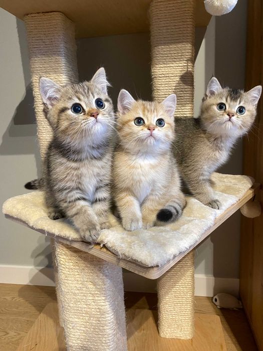 kot brytyjski złoty . rodowód WCF