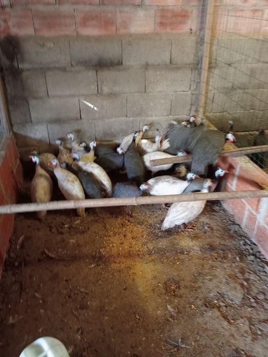 Galinhas de Angola ( Fracas )