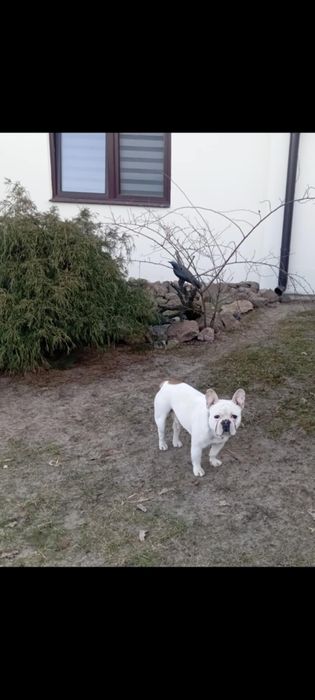 Buldog francuski 4 latka szuka domu