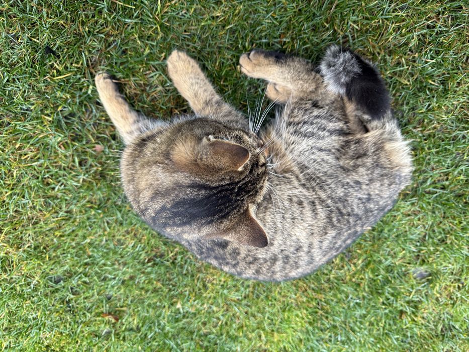 Отдам молодого кота подростка в хорошие руки