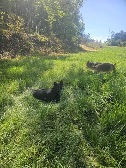 Va de ferias descansado! Tomo conta do seu fiel amigo!