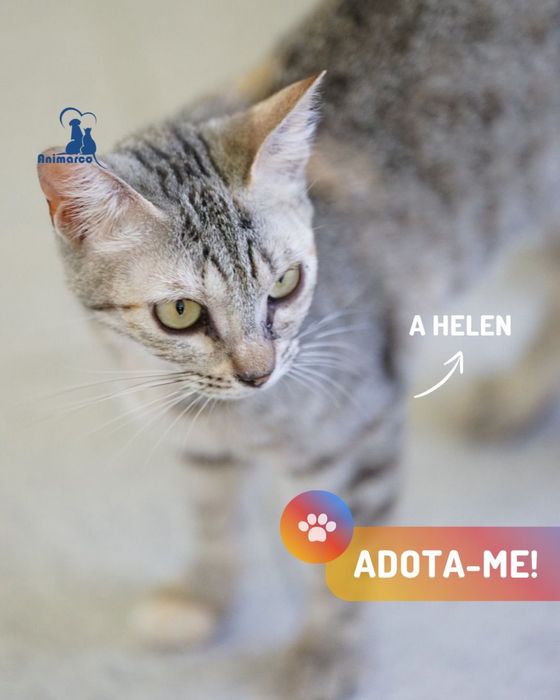 Helen - gata para adoção