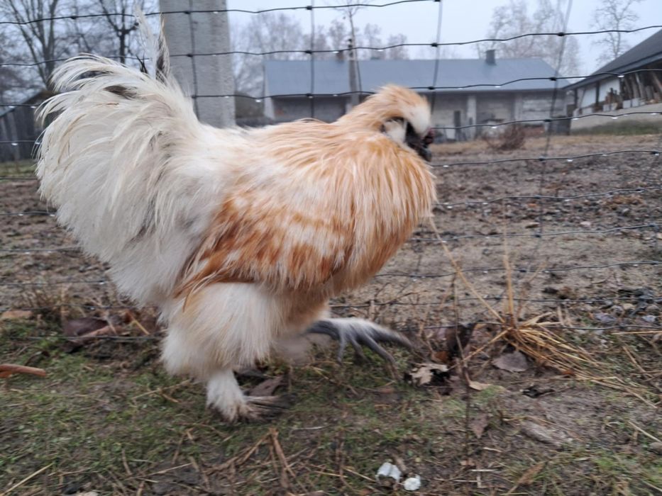 Koguty Silki, Sultan para